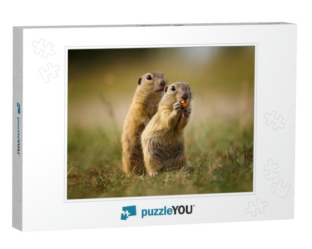 Ground Squirrel in Their Natural Environment. Wildlife Sh... Jigsaw Puzzle
