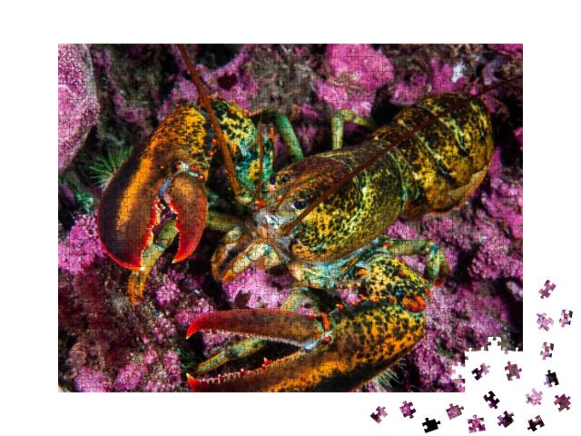 American Lobster Underwater Foraging for Food on R... Jigsaw Puzzle with 1000 pieces