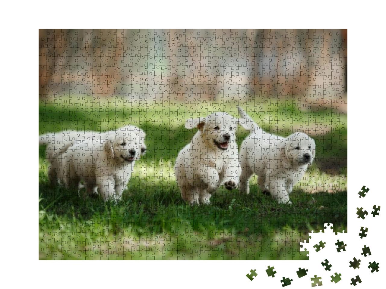 Little Puppies Golden Retriever, Running Around, Playing... Jigsaw Puzzle with 1000 pieces