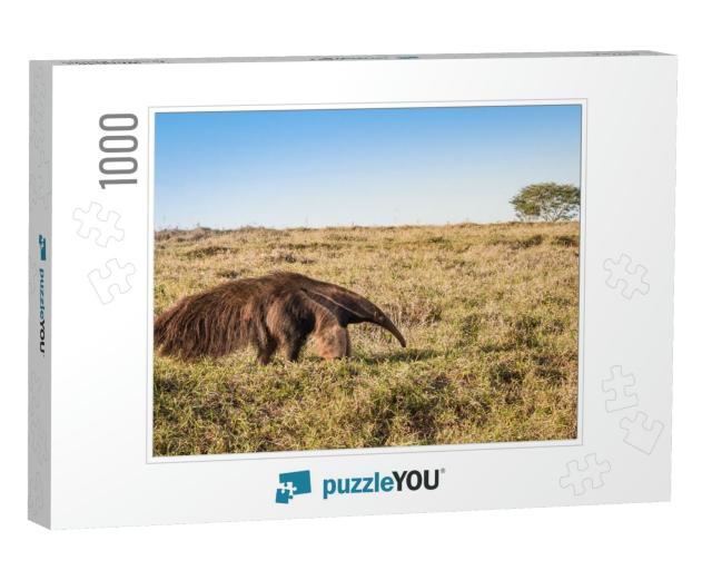 A Wild Giant Anteater At the Pasture... Jigsaw Puzzle with 1000 pieces