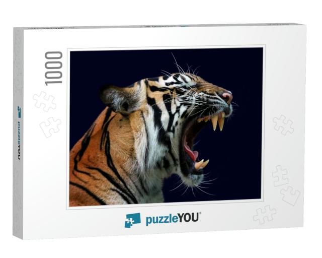 Angry Face of Sumatran Tiger, Animal Angry, Head of Tiger... Jigsaw Puzzle with 1000 pieces