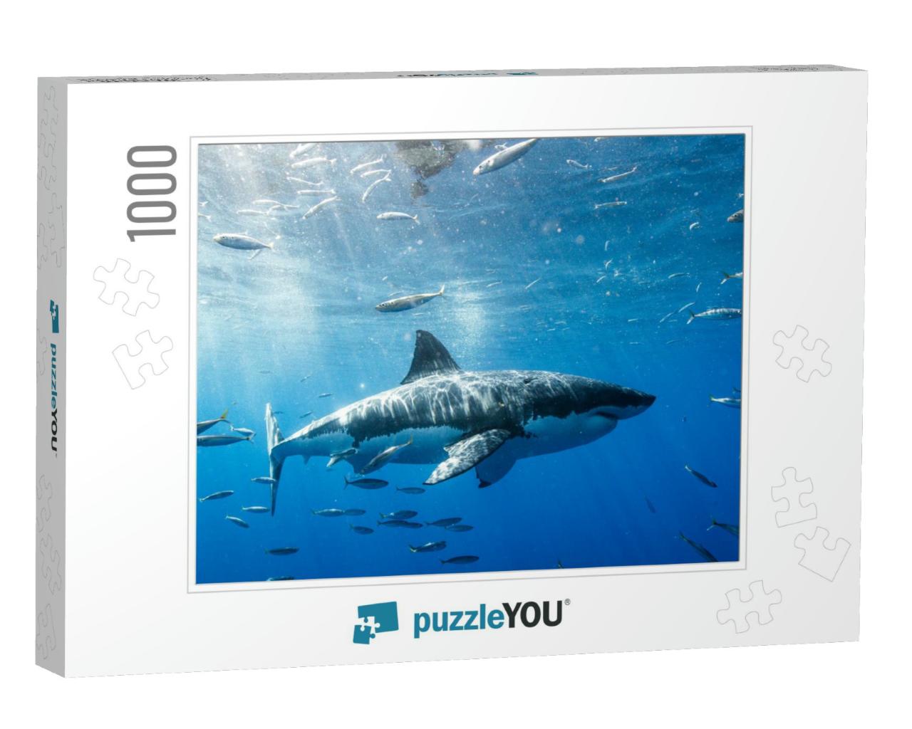 Great White Shark in Mexico... Jigsaw Puzzle with 1000 pieces