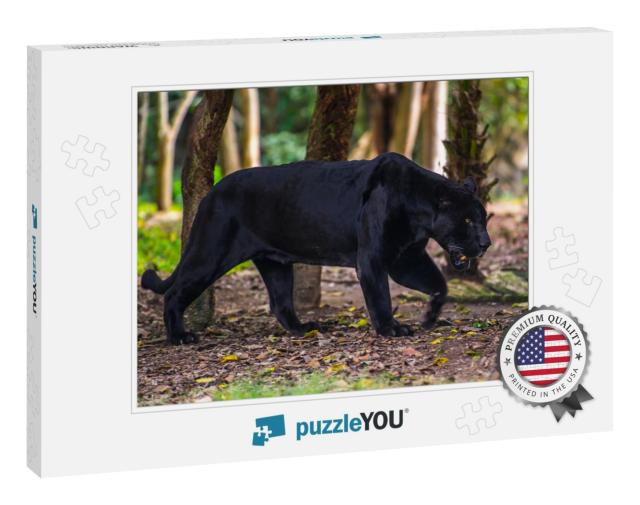 Black Panther Walks Through the Jungle... Jigsaw Puzzle