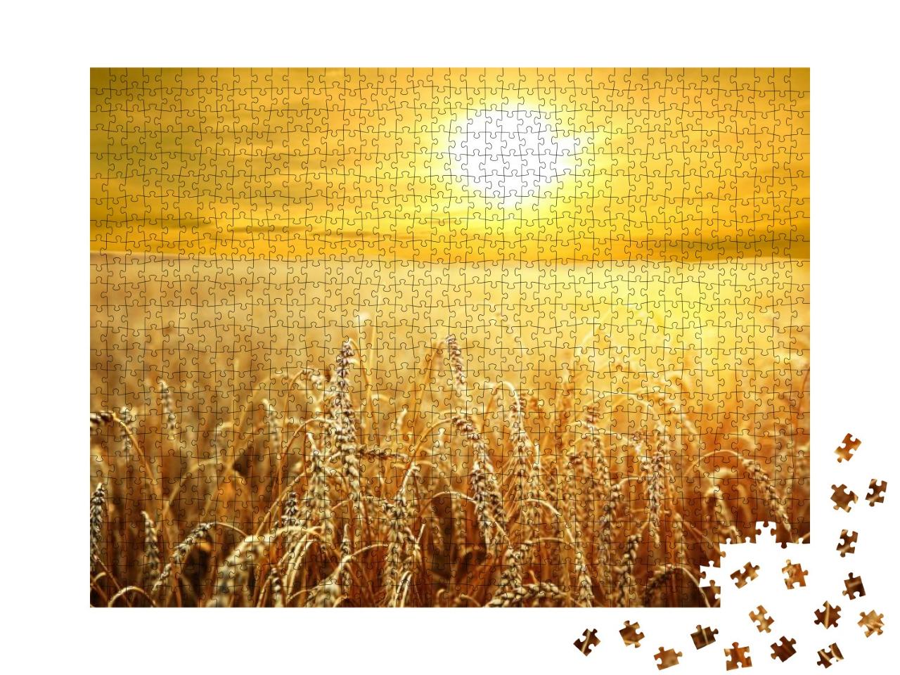Backdrop of Ripening Ears of Yellow Wheat Field on the Su... Jigsaw Puzzle with 1000 pieces