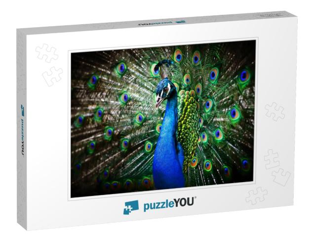 Portrait of Beautiful Peacock with Feathers Out... Jigsaw Puzzle