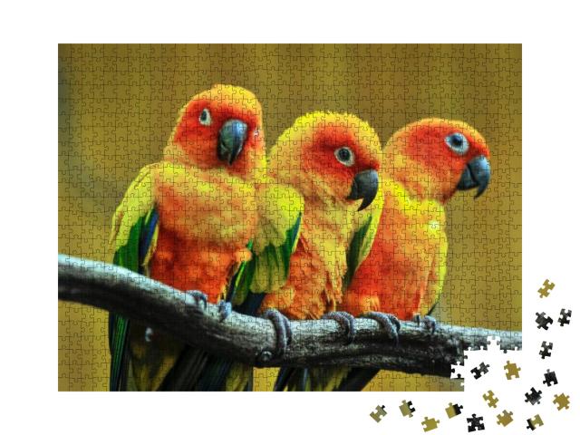 Beautiful Parrot, Sun Conure on Tree Branch... Jigsaw Puzzle with 1000 pieces