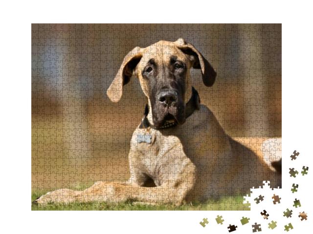 A Purebred Great Dane Dog Without Leash Outdoors in the N... Jigsaw Puzzle with 1000 pieces