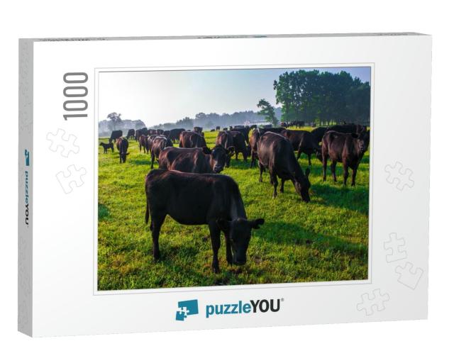 Summer Morning in the Pasture. a Herd of Black Aberdeen A... Jigsaw Puzzle with 1000 pieces