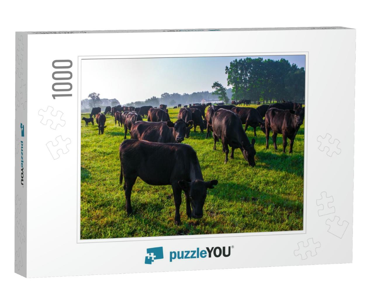 Summer Morning in the Pasture. a Herd of Black Aberdeen A... Jigsaw Puzzle with 1000 pieces