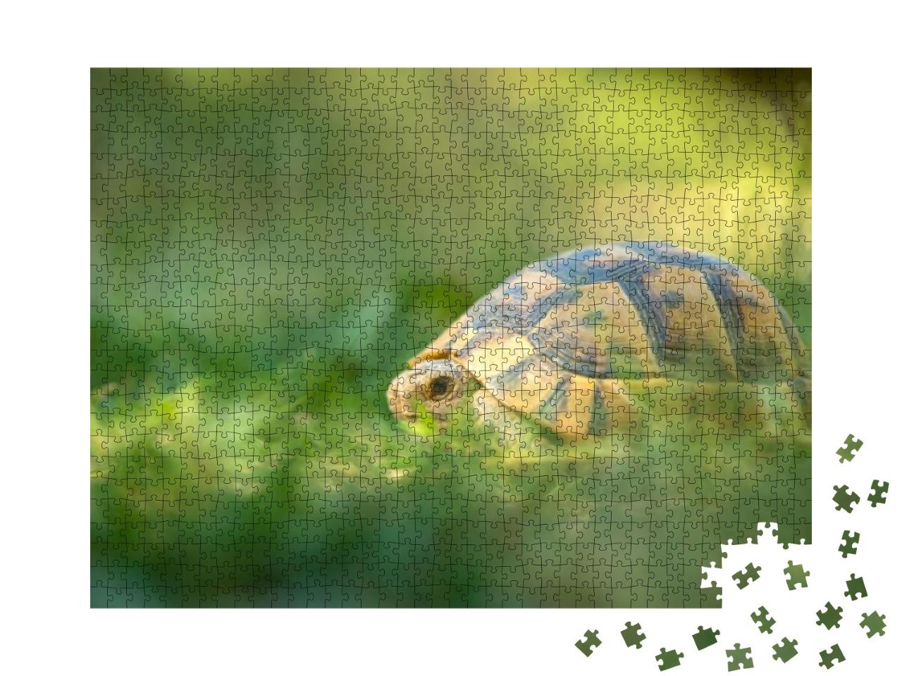 Little Turtle in Aydos Forest from Istanbul Turkey... Jigsaw Puzzle with 1000 pieces