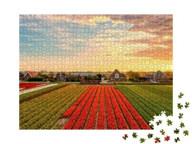 Tulip Farm Field At Sunset. Sunset Tulip Farm Panorama. T... Jigsaw Puzzle with 1000 pieces