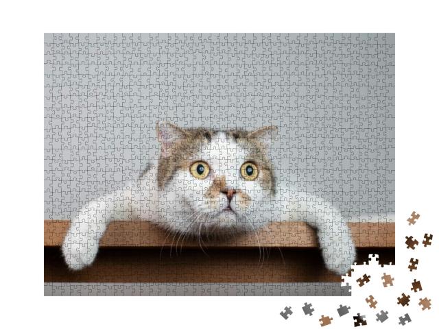 Close Up Scottish Fold Cat Head with Shocking Face & Wide... Jigsaw Puzzle with 1000 pieces