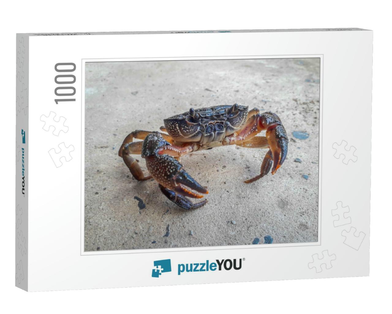 The Black Crab in the Tank... Jigsaw Puzzle with 1000 pieces