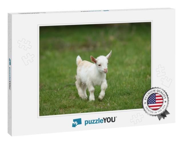 Lovely White Baby Goat Running on Grass, New England, Usa... Jigsaw Puzzle