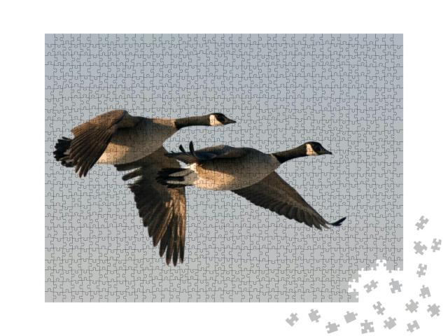 Pair of Flying Geese... Jigsaw Puzzle with 1000 pieces