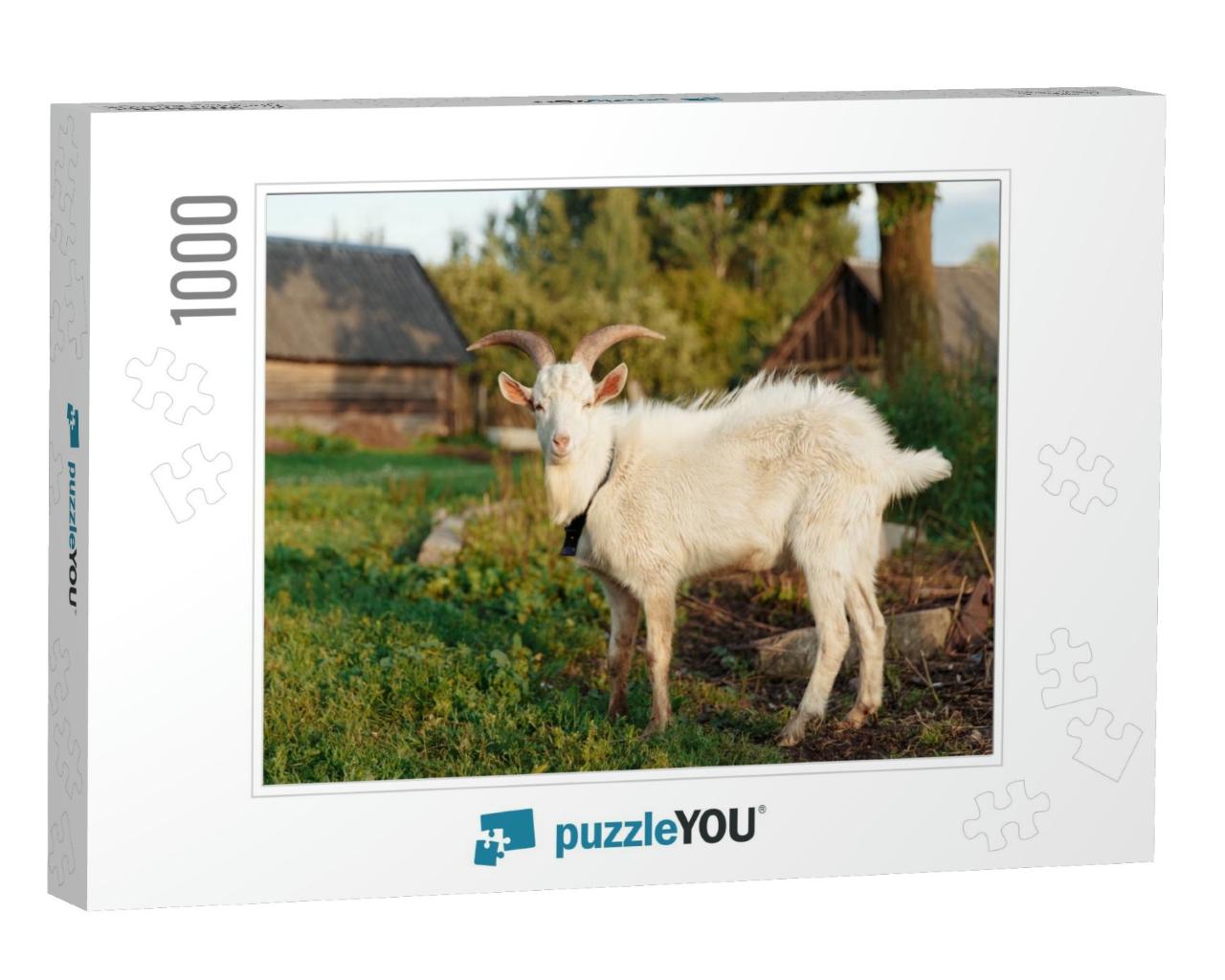 Goat on Farm. Pet on the Background of Village. Animal Ea... Jigsaw Puzzle with 1000 pieces