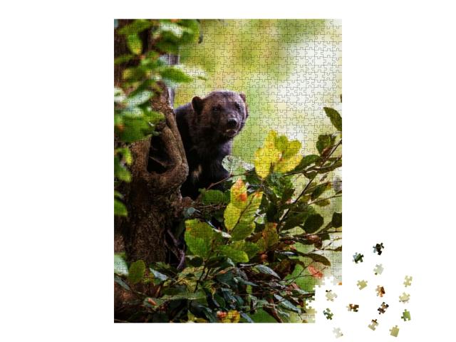 Wolverine Gulo Gulo Climb on the Tree... Jigsaw Puzzle with 1000 pieces
