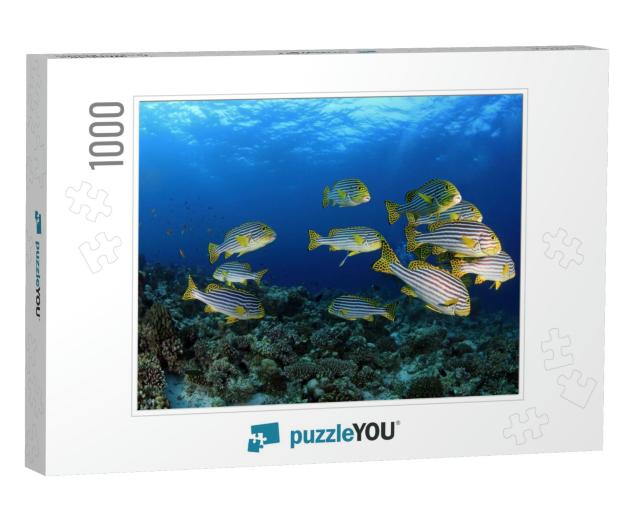 Oriental Sweetlips in the Tropical Waters of the Maldives... Jigsaw Puzzle with 1000 pieces
