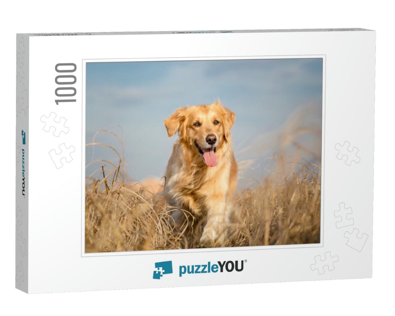 Golden Retriever Dog Running Outdoor... Jigsaw Puzzle with 1000 pieces