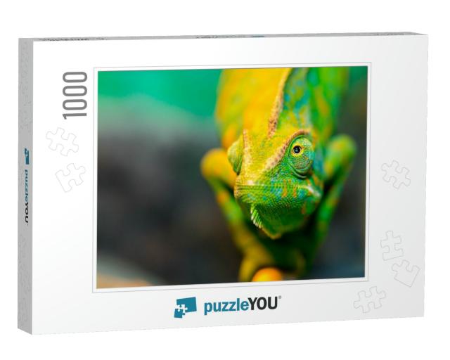 Chameleon Close Up. Multicolor Beautiful Chameleon Closeu... Jigsaw Puzzle with 1000 pieces