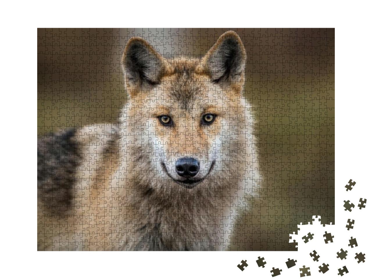 Close-Up Portrait of a Wolf. Eurasian Wolf, Also Known as... Jigsaw Puzzle with 1000 pieces