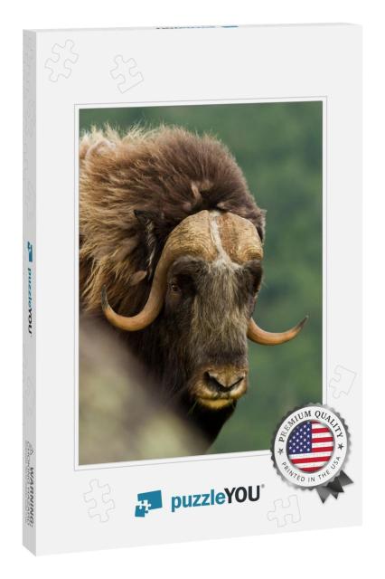 The Muskox Norway... Jigsaw Puzzle