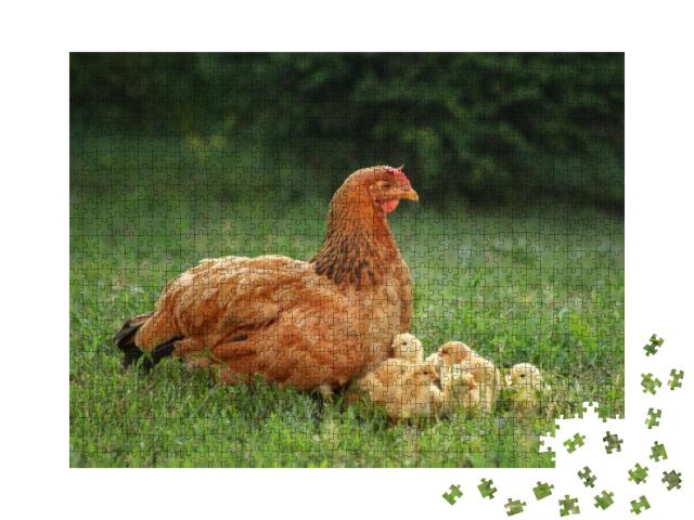 Mother Hen with Her Chicks in the Field. Hen with Chicken... Jigsaw Puzzle with 1000 pieces