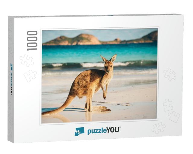 Kangaroo At Lucky Bay in the Cape Le Grand National Park... Jigsaw Puzzle with 1000 pieces