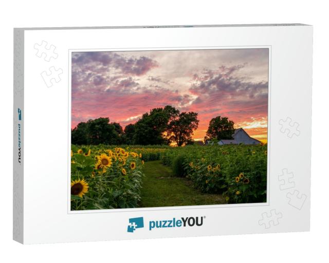 Colorful Sunset on a Rural Farm Field Full of Sunflowers... Jigsaw Puzzle