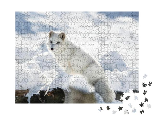 Arctic Fox on a Hill At Omega Park, Montebello, Quebec, C... Jigsaw Puzzle with 1000 pieces