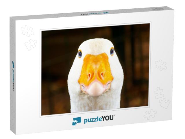 Portrait of a White Geese with an Orange Beak. Breeding P... Jigsaw Puzzle