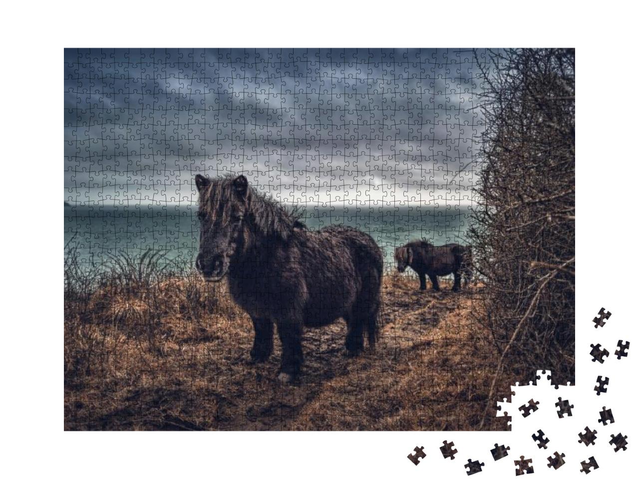 Shetland Ponies on the Coast Paten Cornwall... Jigsaw Puzzle with 1000 pieces