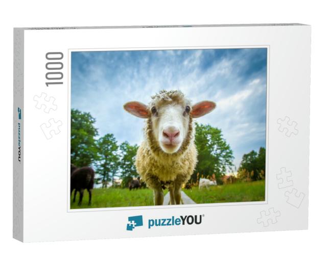 Sheep Looking At the Camera... Jigsaw Puzzle with 1000 pieces