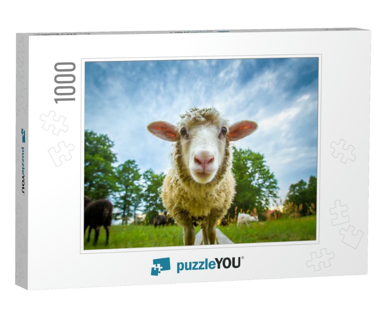 Sheep Looking At the Camera... Jigsaw Puzzle with 1000 pieces