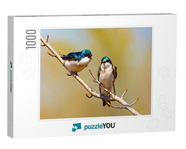 Cute Tree Swallow Birds Couple Mating Close Up Portrait i... Jigsaw Puzzle with 1000 pieces