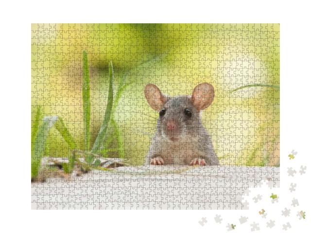 Rats Outdoors Yard Home Feeder... Jigsaw Puzzle with 1000 pieces