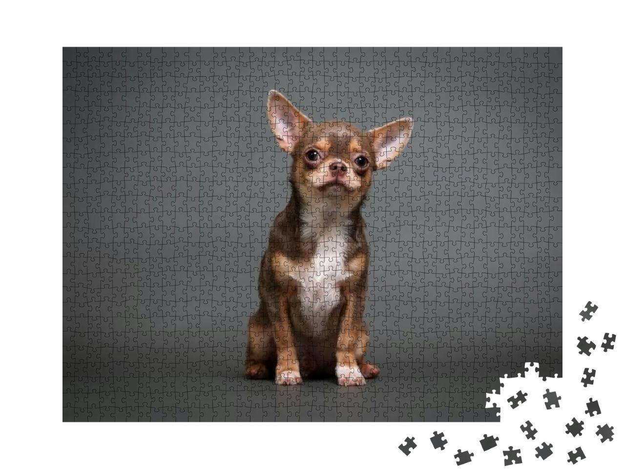 Chihuahua Puppy on a Gray Background Studio Photo... Jigsaw Puzzle with 1000 pieces