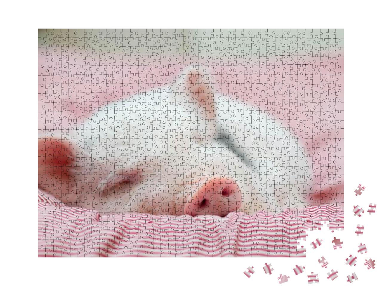 Cute Pig Sleeps on a Striped Blanket. Christmas Pig... Jigsaw Puzzle with 1000 pieces