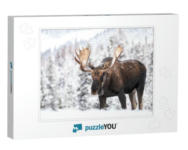 A Moose in Snow in Jasper Canada... Jigsaw Puzzle