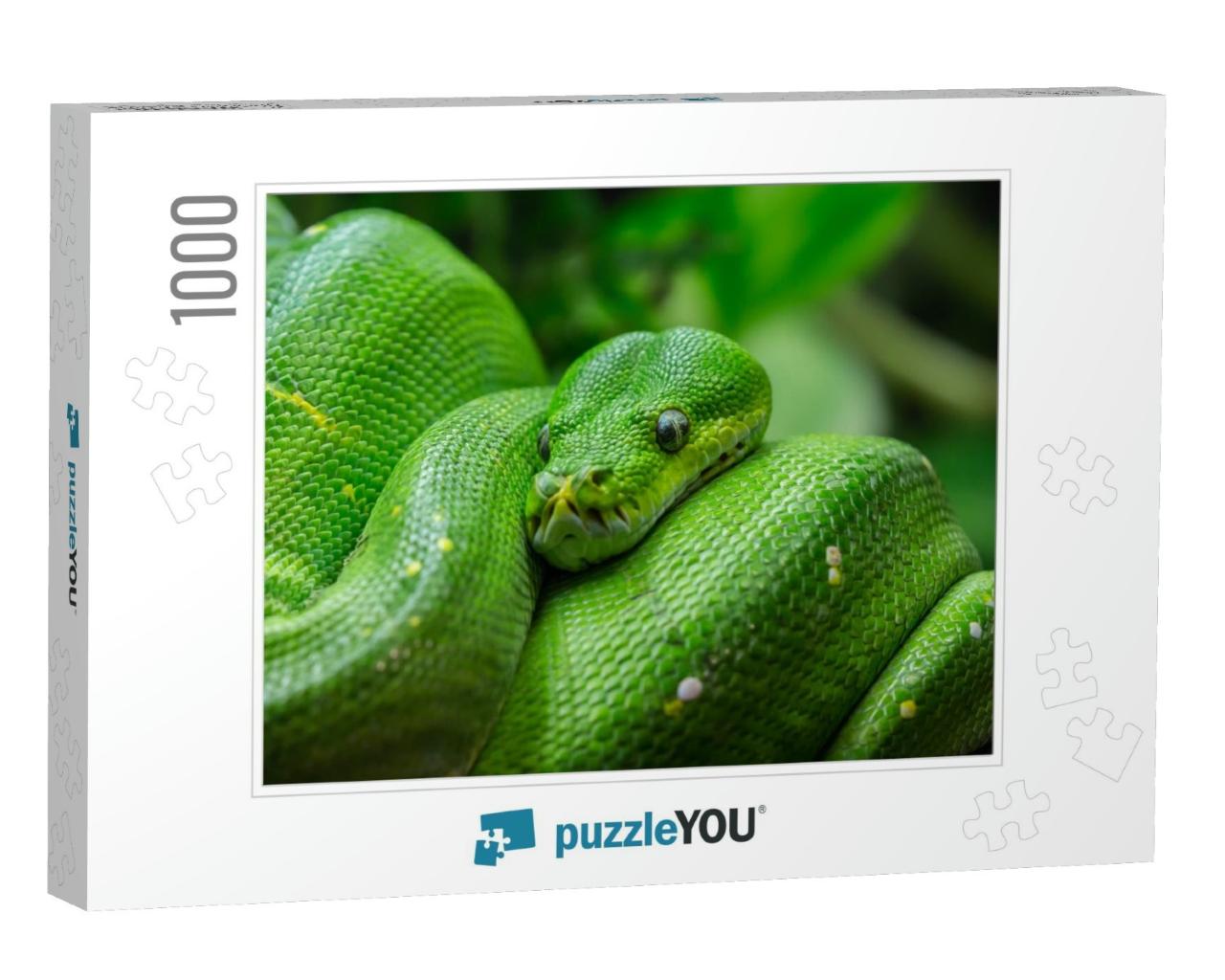 Close-Up View of a Green Tree Python Morelia Viridis... Jigsaw Puzzle with 1000 pieces