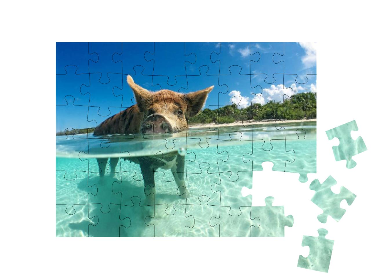 Wild, Swimming Pig on Big Majors Cay in the Bahamas... Jigsaw Puzzle with 48 pieces