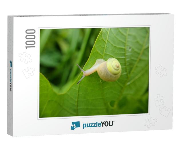 Little Yellow Snail Crawling Behind the Leaf... Jigsaw Puzzle with 1000 pieces
