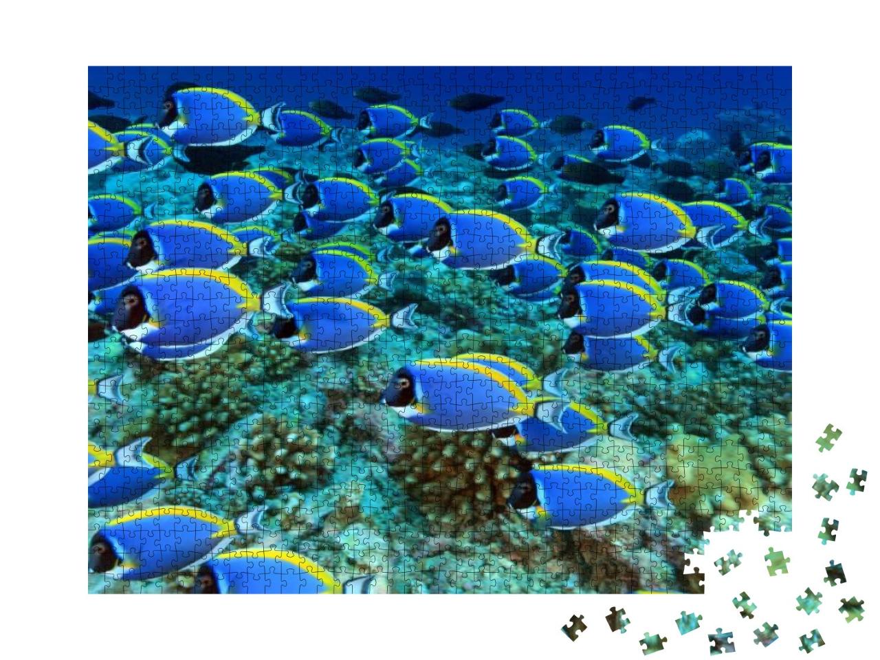School of Powder Blue Tang in the Coral Reef... Jigsaw Puzzle with 1000 pieces