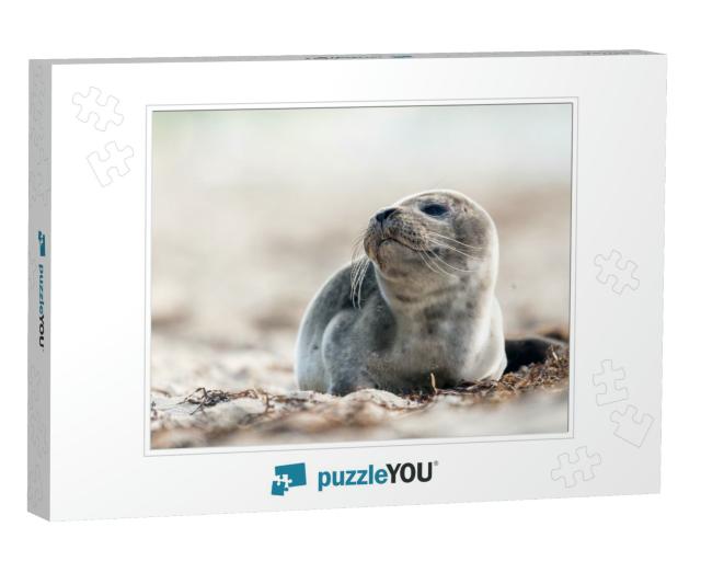 Seal on the Beach on the Baltic Sea... Jigsaw Puzzle