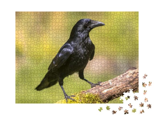 Black Carrion Crow Corvus Corone Perched on Mossy Log & L... Jigsaw Puzzle with 1000 pieces