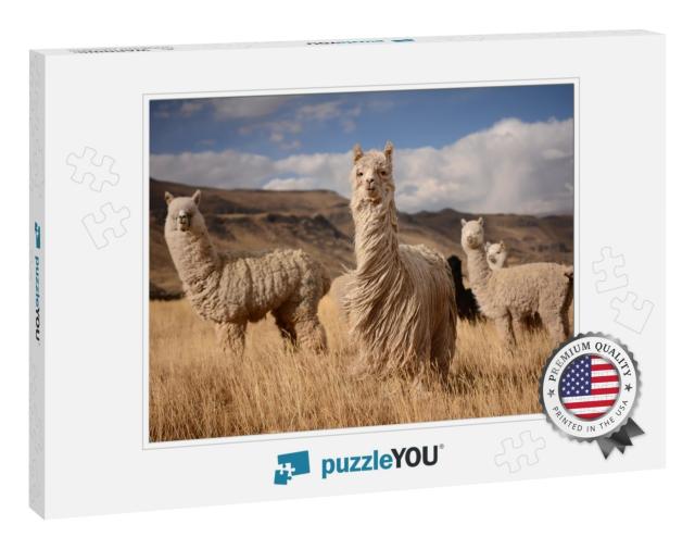 Llamas Alpaca in Andes Mountains, Peru, South America... Jigsaw Puzzle
