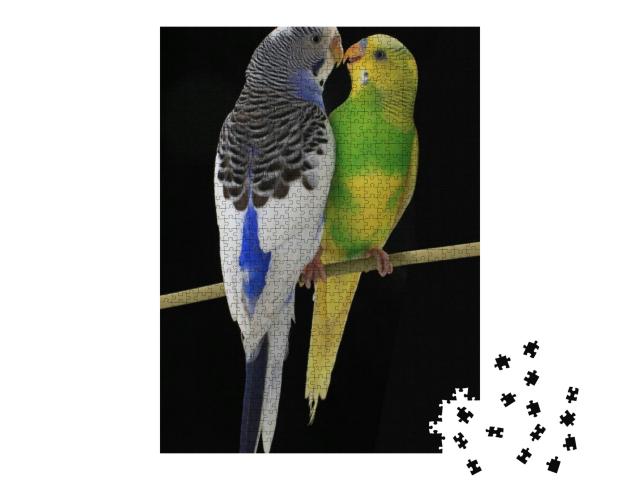 Budgerigars Australian Parakeets Isolated on Black Backgr... Jigsaw Puzzle with 1000 pieces