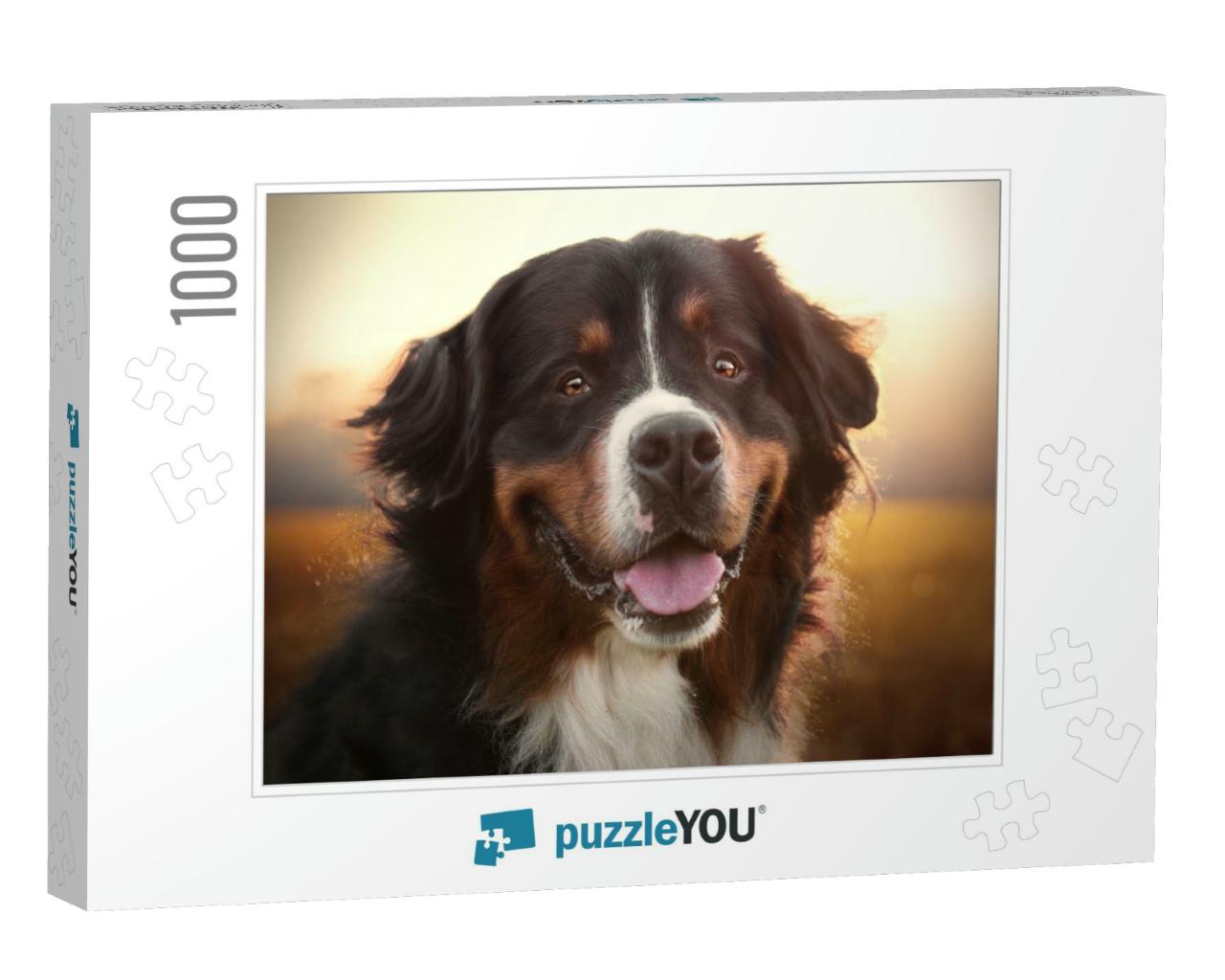 Portrait of Smiling Bernese Mountain Dog in Sunset... Jigsaw Puzzle with 1000 pieces