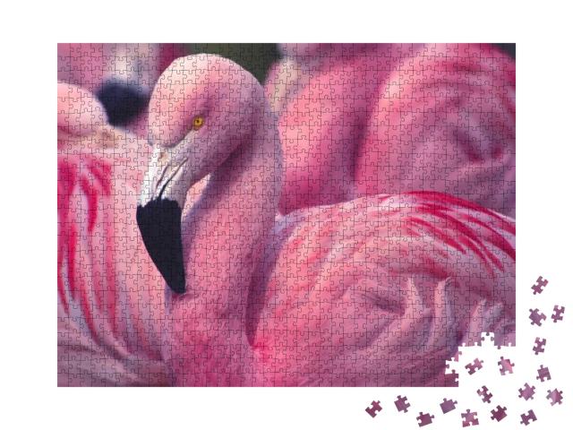Chilean Flamingo... Jigsaw Puzzle with 1000 pieces