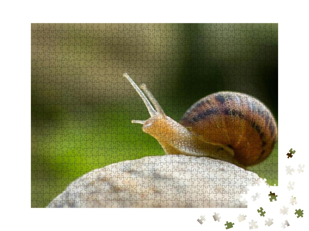 Snail on Rock Reaching Up... Jigsaw Puzzle with 1000 pieces
